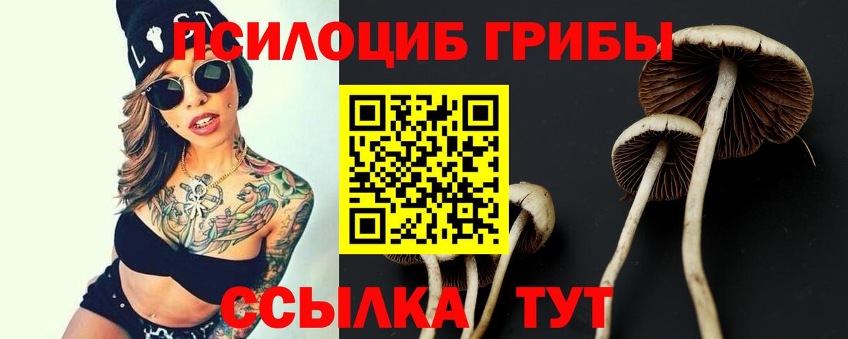 Галлюциногенные грибы Cubensis  закладка  Галлюциногенные грибы Magic Shrooms  Алатырь 